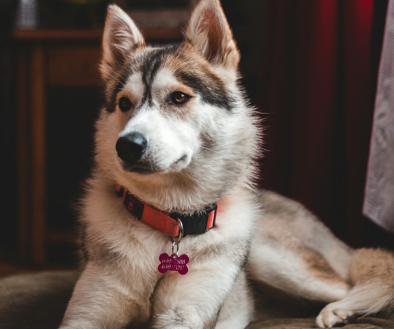 Hundehalterhaftpflichtversicherung