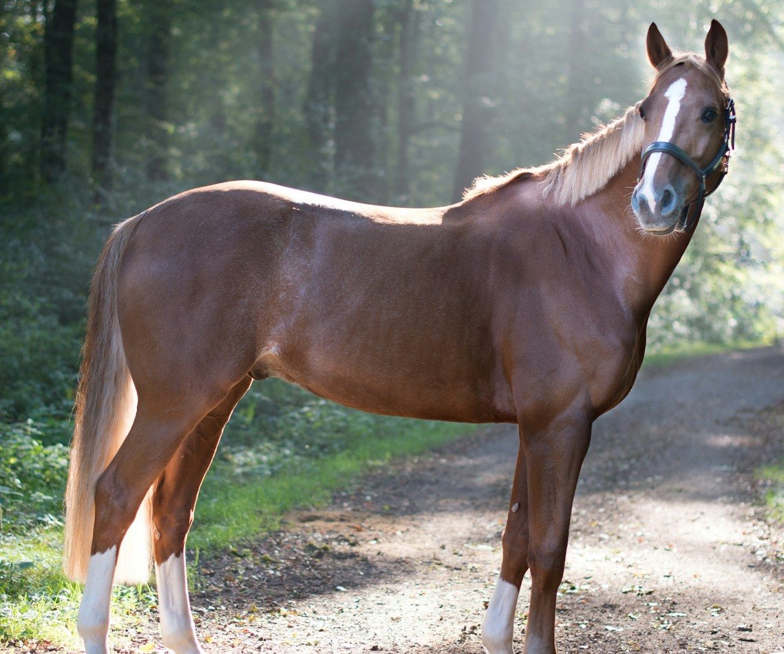 Pferdehalterhaftpflichtversicherung